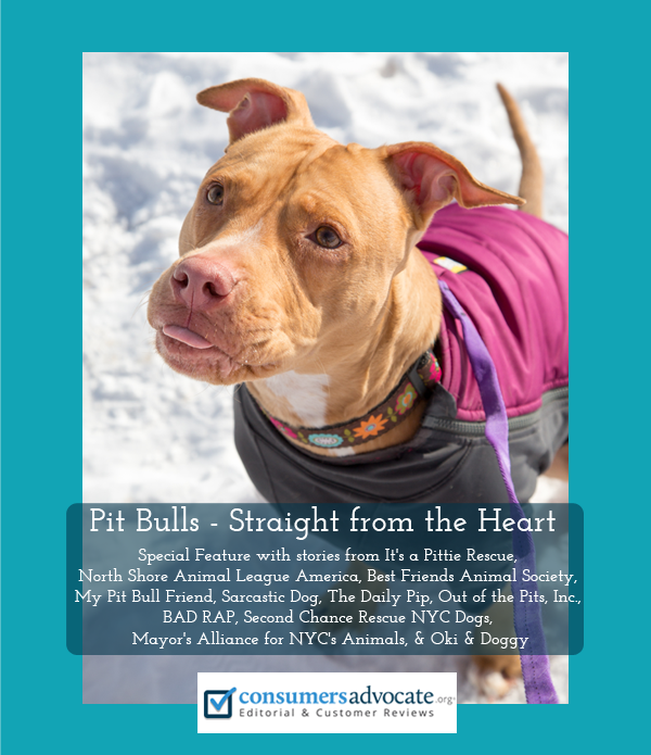 Special feature about pit bulls 