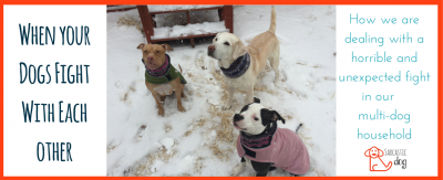 No dog owner wants to have to share this story. When your dogs fight with each other.